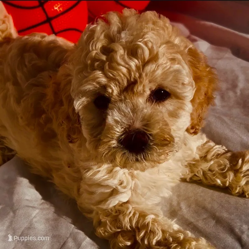 Shila girl – Maltipoo puppy for sale in Glendale, CA