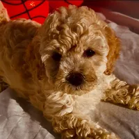Shila girl, a female Maltipoo for sale in Glendale, CA – 1 of 1