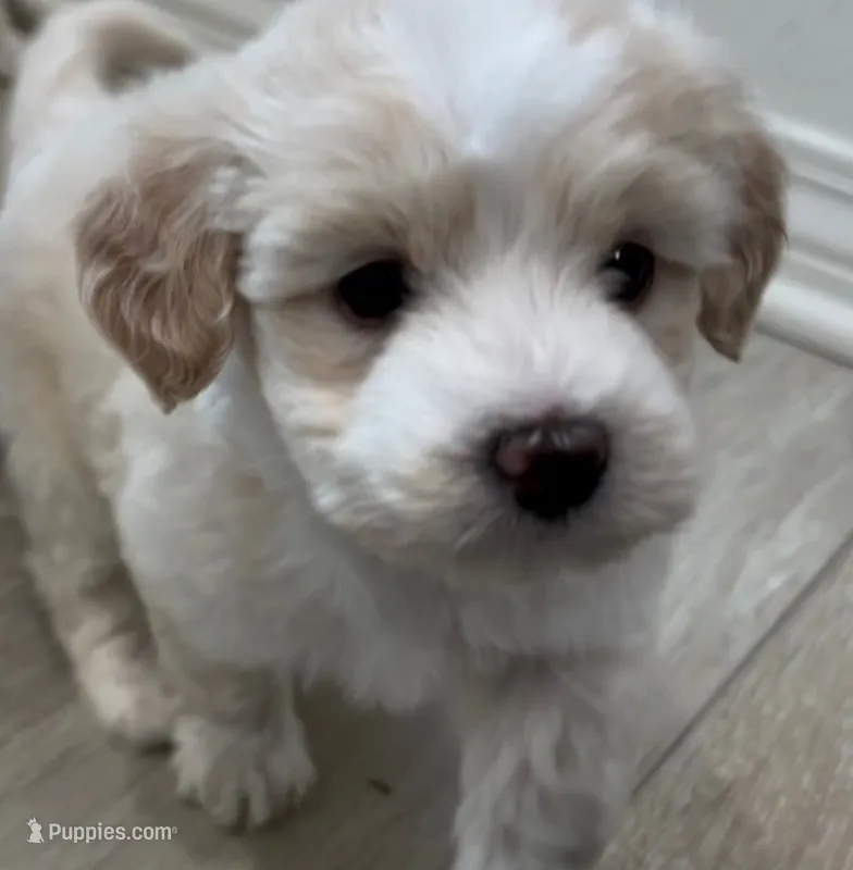 Merlin boy – Maltipoo puppy for sale in Glendale, CA