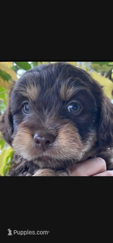 Cannoli Boy – Yorkipoo puppy for sale in Pasadena, CA