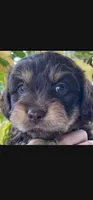 Cannoli Boy, a male Yorkipoo for sale in Pasadena, CA – 1 of 1