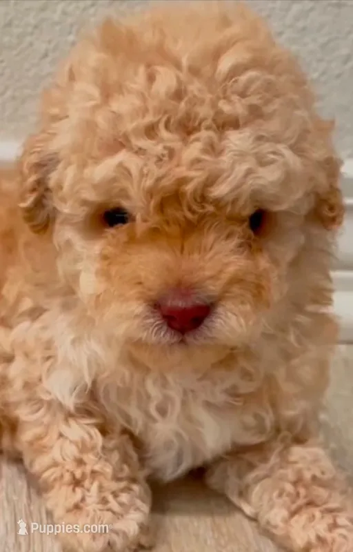 Maxie Boy – Poodle - Toy  puppy for sale in Pasadena, CA