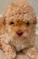 Maxie Boy, a male Poodle - Toy  for sale in Pasadena, CA – 1 of 1