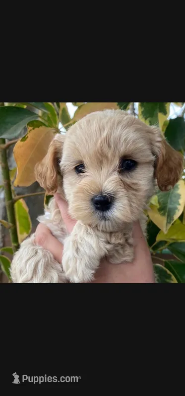 Ravioli Girl – Maltipoo puppy for sale in Pasadena, CA