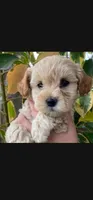 Ravioli Girl, a female Maltipoo for sale in Pasadena, CA – 1 of 1