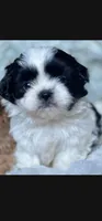 Rigitoni Boy, a male Yorkipoo for sale in Pasadena, CA – 1 of 1