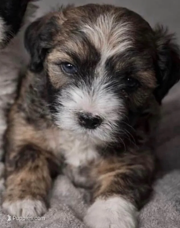 Sir Milo boy – Maltipoo puppy for sale in Glendale, CA