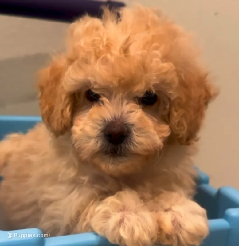  Sir King Boy – Maltipoo puppy for sale in Glendale, CA
