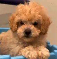  Sir King Boy, a female Maltipoo for sale in Glendale, CA – 1 of 1