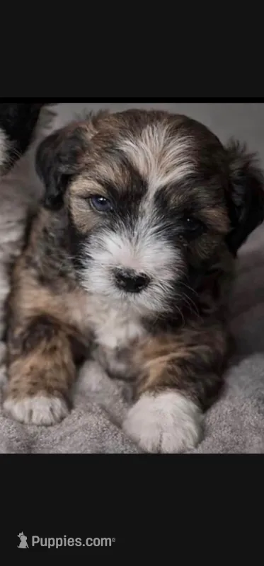 Bella – Yorkipoo puppy for sale in Pasadena, CA