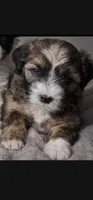 Bella, a female Yorkipoo for sale in Pasadena, CA – 1 of 1