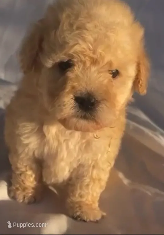 Maximus Boy – Maltipoo puppy for sale in Glendale, CA