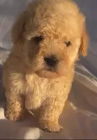 Maximus Boy, a female Maltipoo for sale in Glendale, CA – 1 of 1
