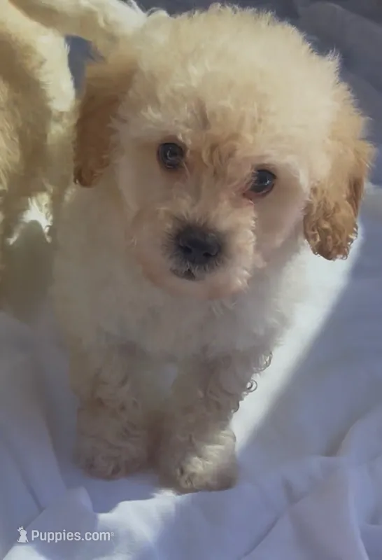 Sir Benny Doodle – Maltipoo puppy for sale in Glendale, CA