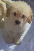 Sir Benny Doodle, a male Maltipoo for sale in Glendale, CA – 1 of 1