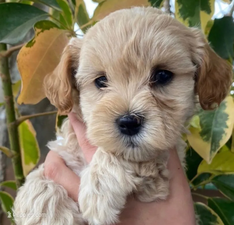 Ravioli Girl – Maltipoo puppy for sale in Pasadena, CA