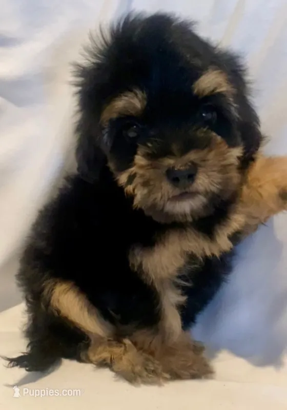 Maze Boy – Yorkipoo puppy for sale in Pasadena, CA
