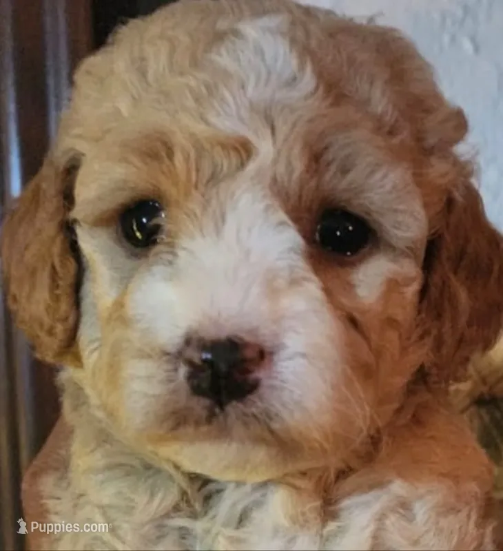 Sir Thomas Boy – Maltipoo puppy for sale in Pasadena, CA