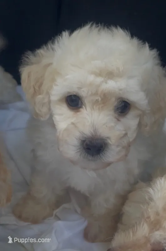 Mister Doodle – Maltipoo puppy for sale in Glendale, CA