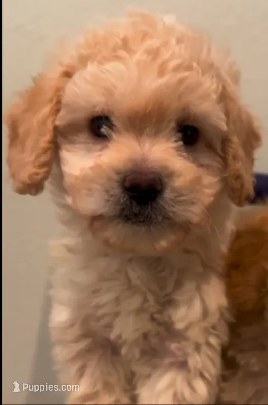 Molly girl – Maltipoo puppy for sale in Glendale, CA