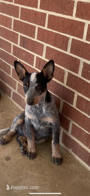 Spike – Australian Cattle Dog puppy for sale in West Plains, MO