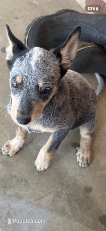 Sugar – Australian Cattle Dog puppy for sale in West Plains, MO