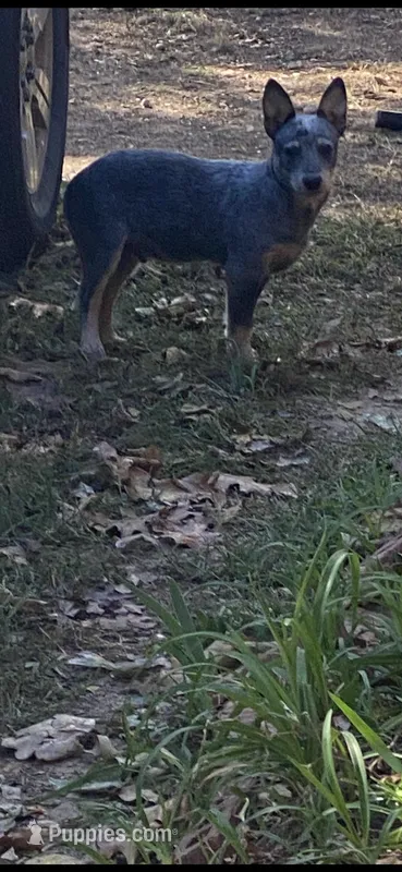 Sparky – Australian Cattle Dog puppy for sale in West Plains, MO