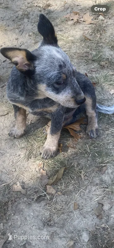 Sassy – Australian Cattle Dog puppy for sale in West Plains, MO