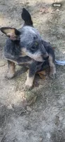 Sassy, a male Australian Cattle Dog for sale in West Plains, MO – 1 of 1