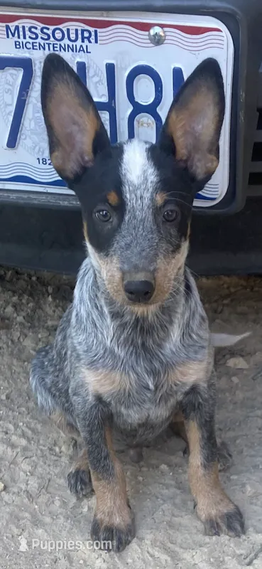 Spike – Australian Cattle Dog puppy for sale in West Plains, MO