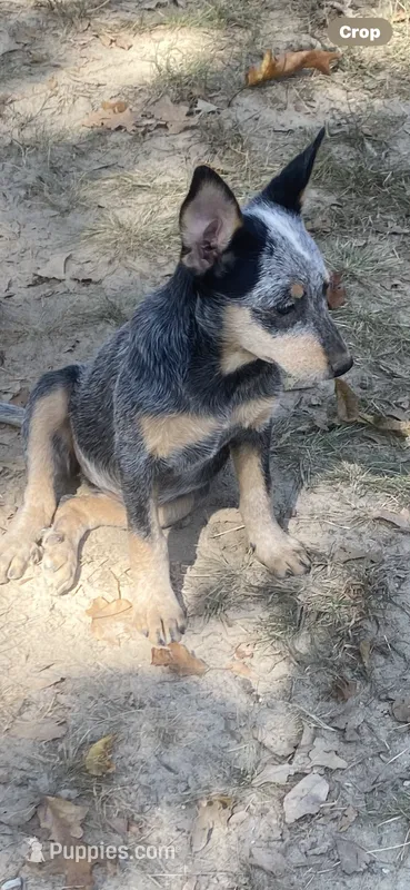 Sparky – Australian Cattle Dog puppy for sale in West Plains, MO