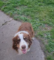 Shadow, a male Miniature Australian Shepherd for sale in Nora Springs, IA – 8 of 8