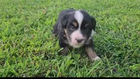 Huey, a male Australian Shepherd and Miniature Australian Shepherd for sale in Nora Springs, IA – 2 of 2