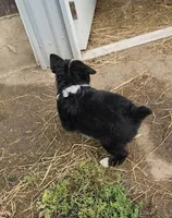 Louey, a male Australian Shepherd and Miniature Australian Shepherd for sale in Nora Springs, IA – 3 of 3