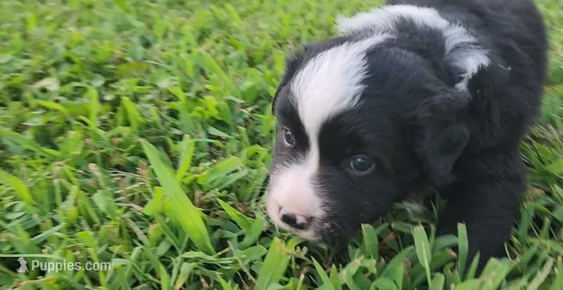 Louey – Australian Shepherd, Miniature Australian Shepherd puppy for sale in Nora Springs, IA