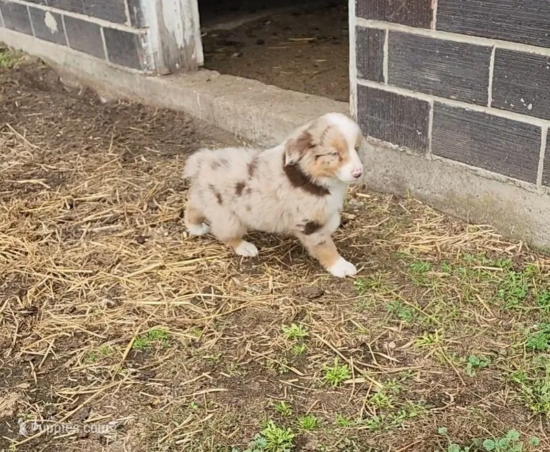 Biscuit – Australian Shepherd, Miniature Australian Shepherd puppy for sale in Nora Springs, IA