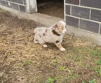 Biscuit, a male Australian Shepherd and Miniature Australian Shepherd for sale in Nora Springs, IA – 1 of 5