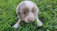 Biscuit, a male Australian Shepherd and Miniature Australian Shepherd for sale in Nora Springs, IA – 3 of 3