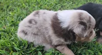 Biscuit, a male Australian Shepherd and Miniature Australian Shepherd for sale in Nora Springs, IA – 2 of 3