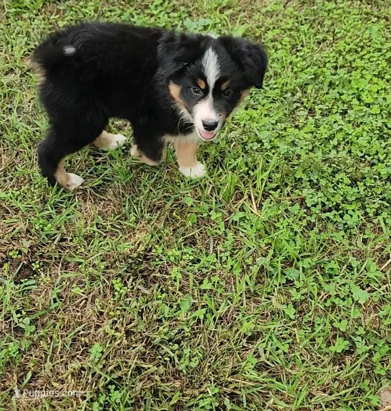 Huey – Australian Shepherd, Miniature Australian Shepherd puppy for sale in Nora Springs, IA