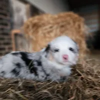 Ruby, a female Australian Shepherd and Miniature Australian Shepherd for sale in Nora Springs, IA – Photo 8 of 8