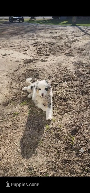 Ruby – Australian Shepherd, Miniature Australian Shepherd puppy for sale in Nora Springs, IA
