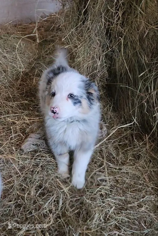 Ruby – Australian Shepherd, Miniature Australian Shepherd puppy for sale in Nora Springs, IA