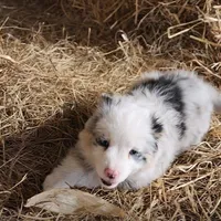 Ruby, a female Australian Shepherd and Miniature Australian Shepherd for sale in Nora Springs, IA – Photo 6 of 8