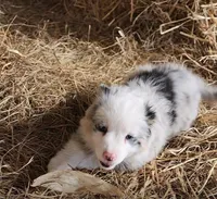 Ruby, a female Australian Shepherd for sale in Nora Springs, IA – Photo 1 of 2