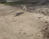 Ruby, a female Australian Shepherd and Miniature Australian Shepherd for sale in Nora Springs, IA – Photo 3 of 8