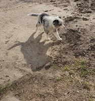 Ruby, a female Australian Shepherd and Miniature Australian Shepherd for sale in Nora Springs, IA – Photo 4 of 8