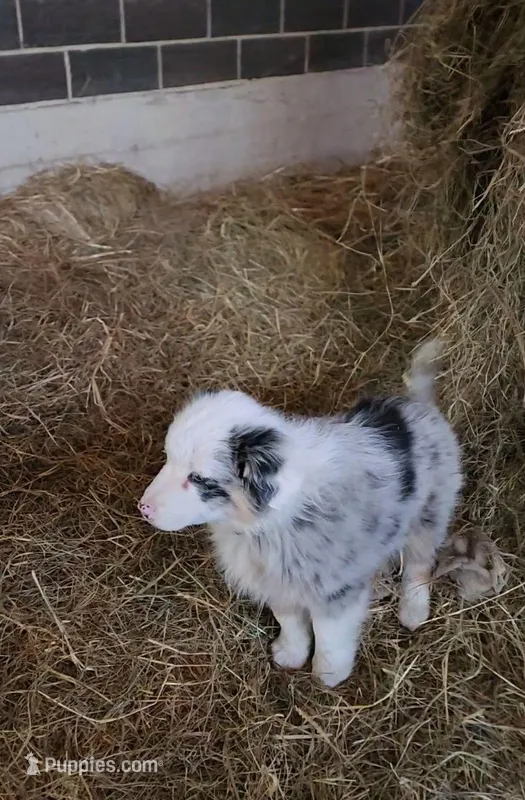 Ruby – Australian Shepherd, Miniature Australian Shepherd puppy for sale in Nora Springs, IA