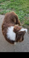 Shadow, a male Miniature Australian Shepherd for sale in Nora Springs, IA – 6 of 8