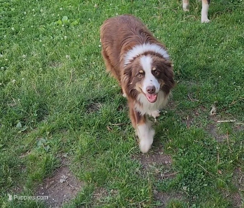 Shadow – Miniature Australian Shepherd puppy for sale in Nora Springs, IA